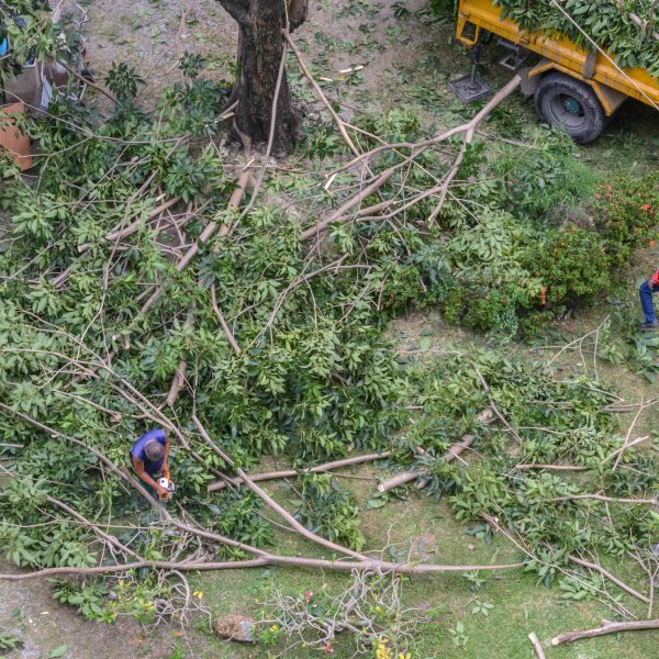 Plot Clearing In Cape Town.