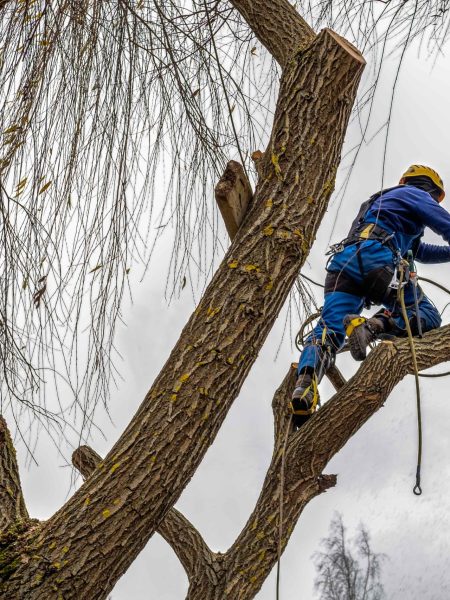 Professional tree trimming service in Edgemead, Cape Town clearing overgrown branches near a boundary wall.