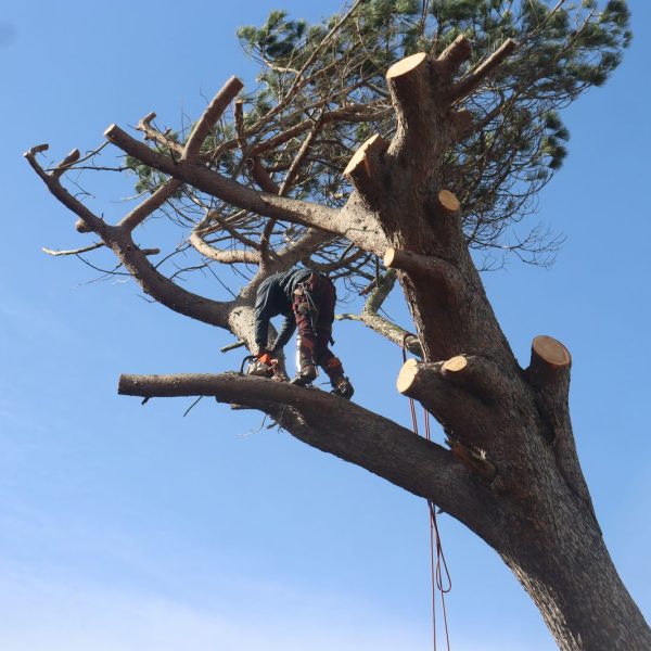 Professional tree cutting and removal by Cape Tree Services in Hout Bay, Cape Town.