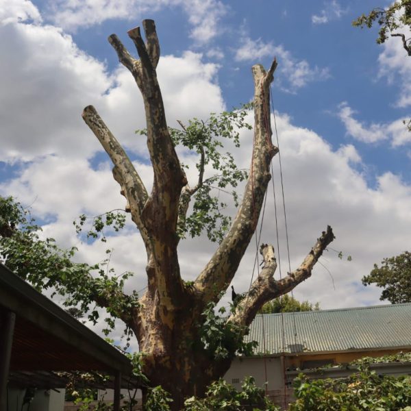 Tree Removal In Newlands