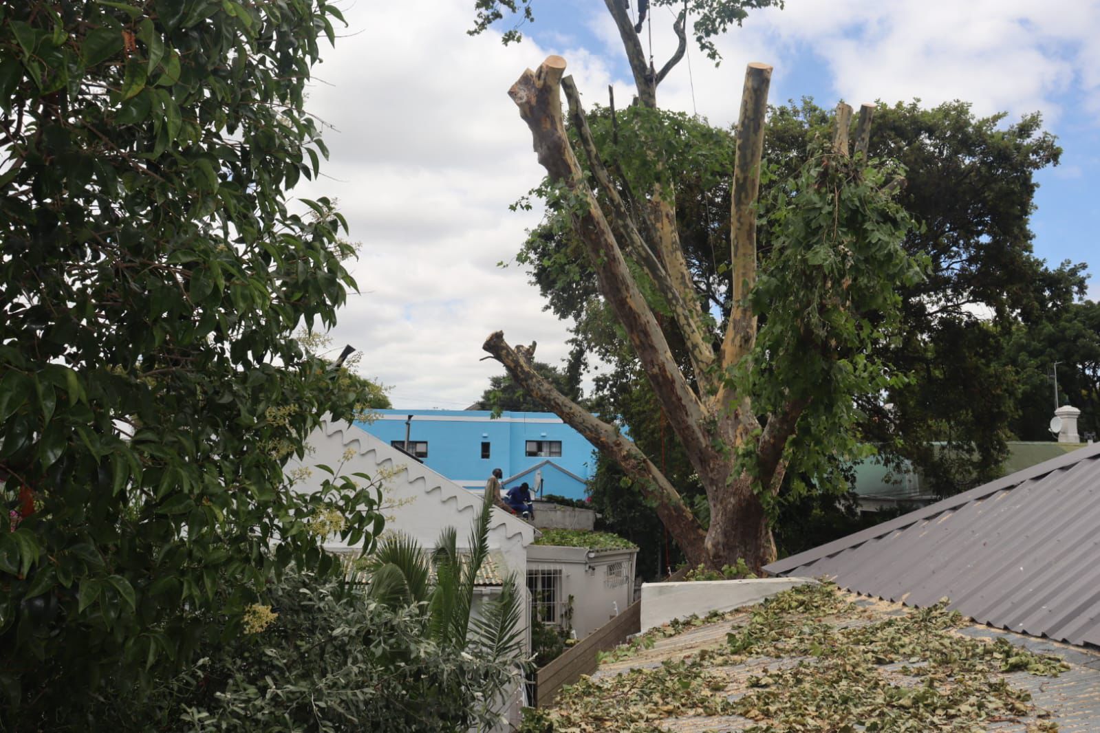 tree removal cape town