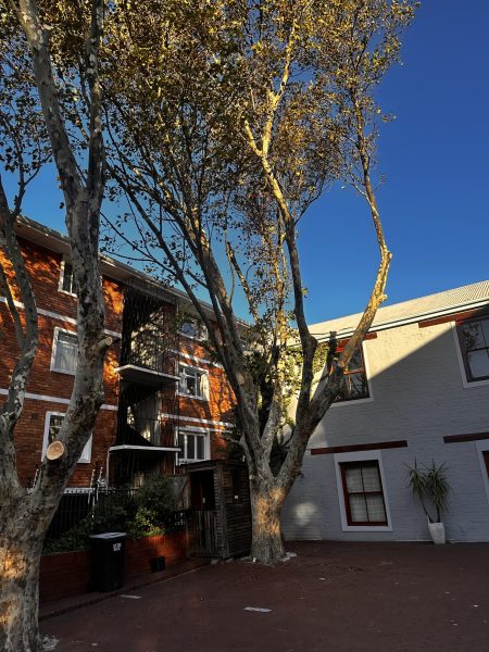 Tree Trimming in Garden, Cape Town By Cape Trees
