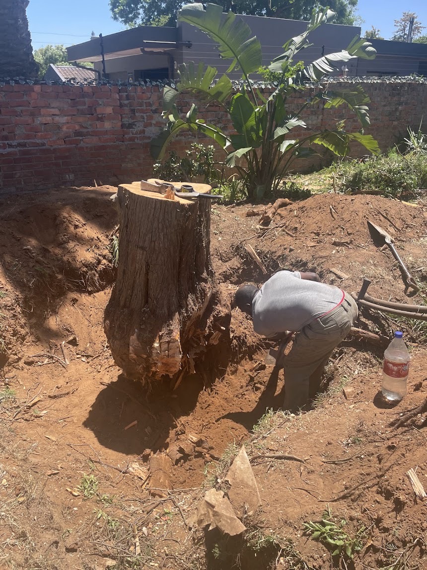 Tree stump removal service in Cape Town by Cape Tree Services.